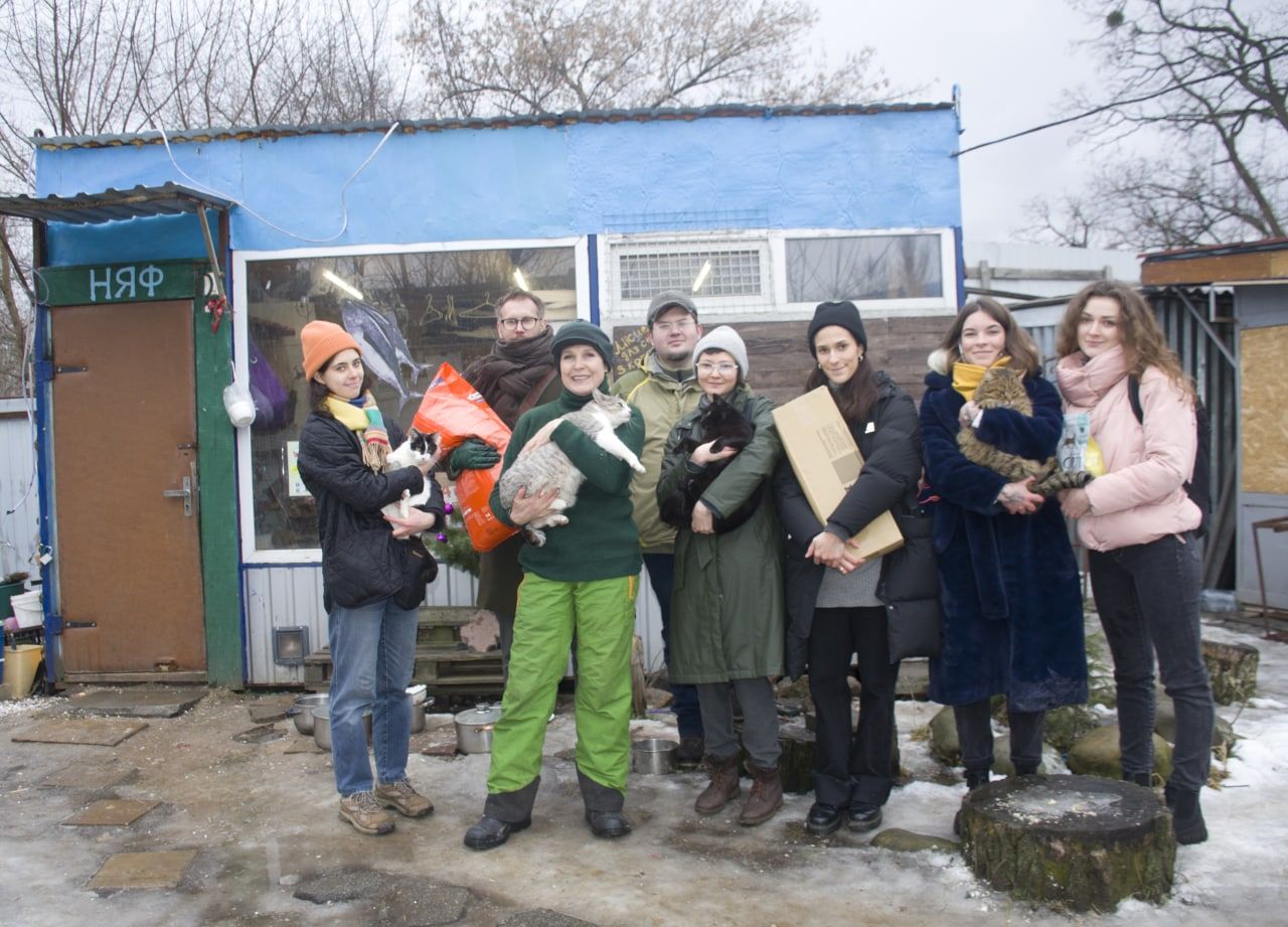 котомістечко, коти, адопція, волонтери