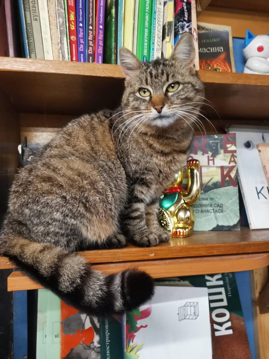 Киця Джемма і наша бібліотека