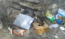 Cat Town, adoption, cats