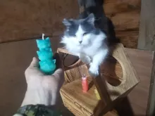 Свічки у формі котиків