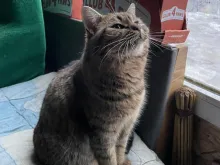 Котомістечко, мистецтво, колядки, адопція