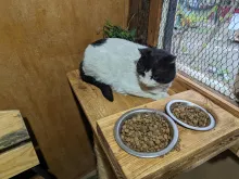 Котомістечко, адопція, коти