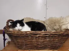 Котомістечко, адопція, коти