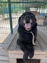 Собака, адопція, Природа над усе