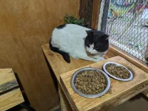 Котомістечко, адопція, коти