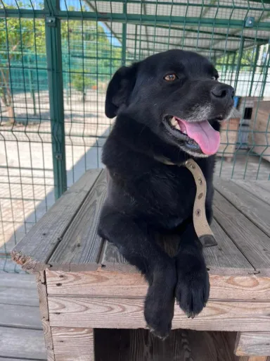 Собака, адопція, Природа над усе