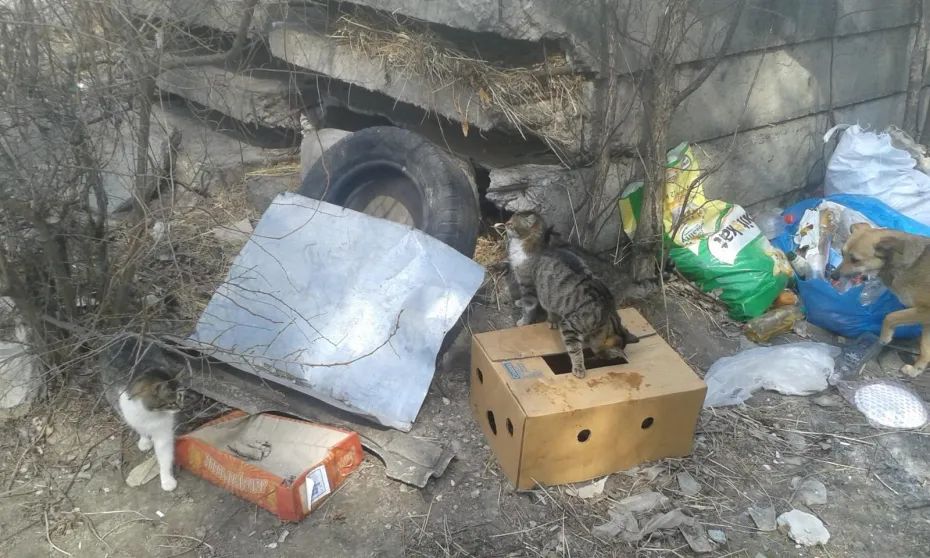 Cat Town, adoption, cats