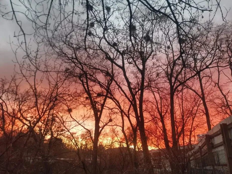 Котомістечко, адопція, коти