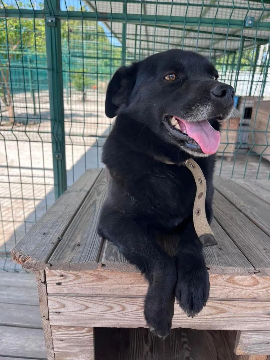 Собака, адопція, Природа над усе