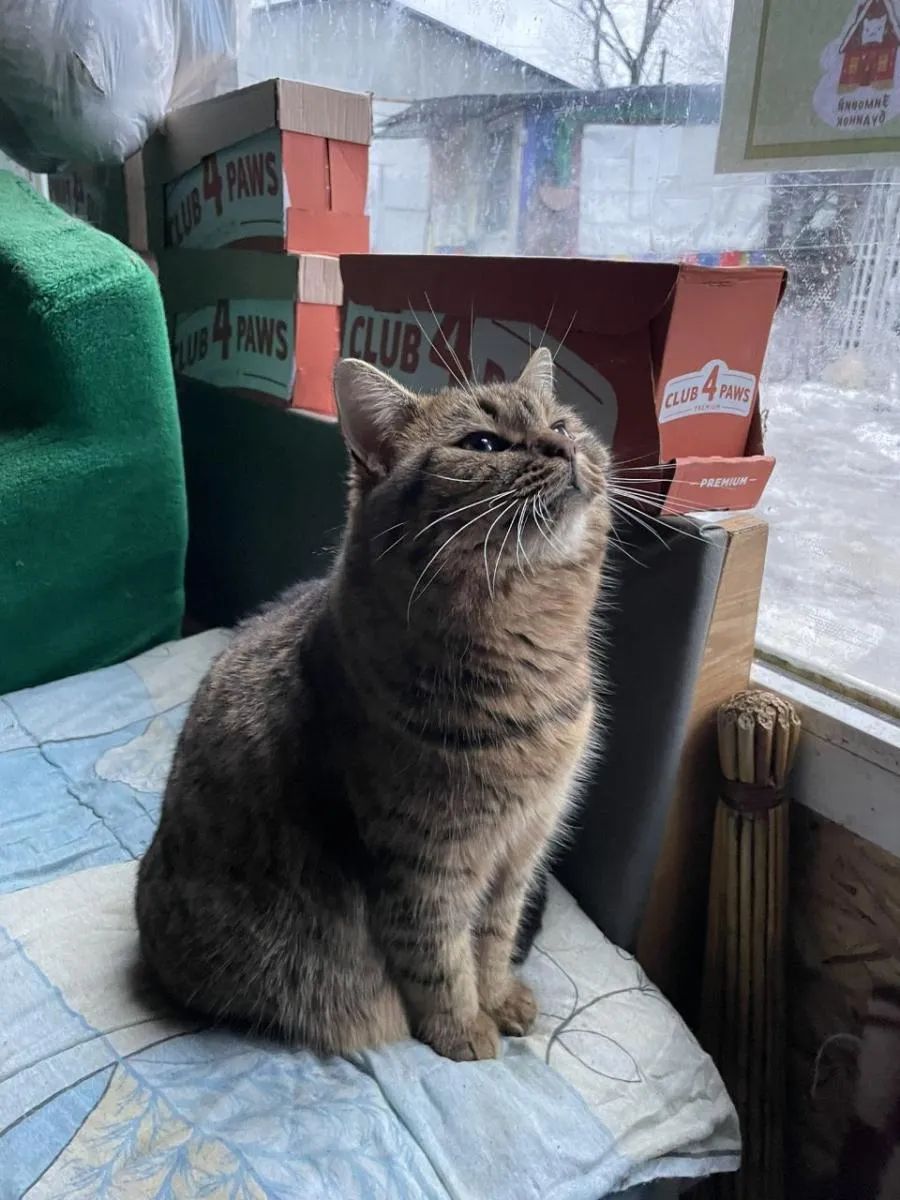 Котомістечко, мистецтво, колядки, адопція