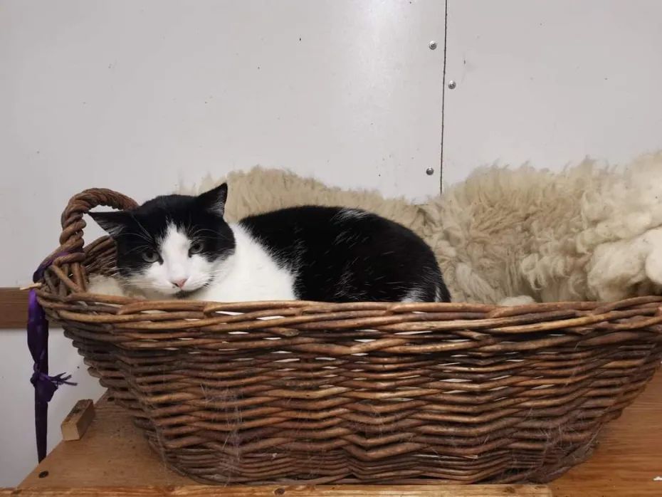 Котомістечко, адопція, коти